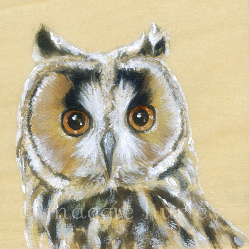 Long-eared-Owl