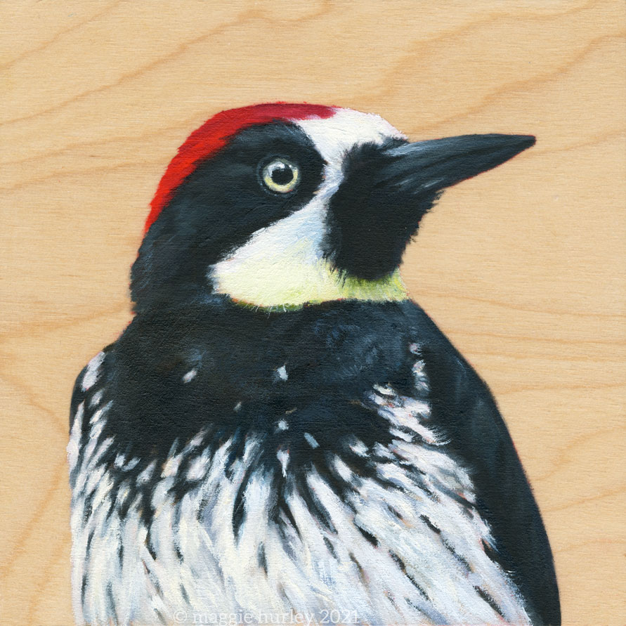 Acorn Woodpecker - Bird Art Print on Wood - Maggie Hurley