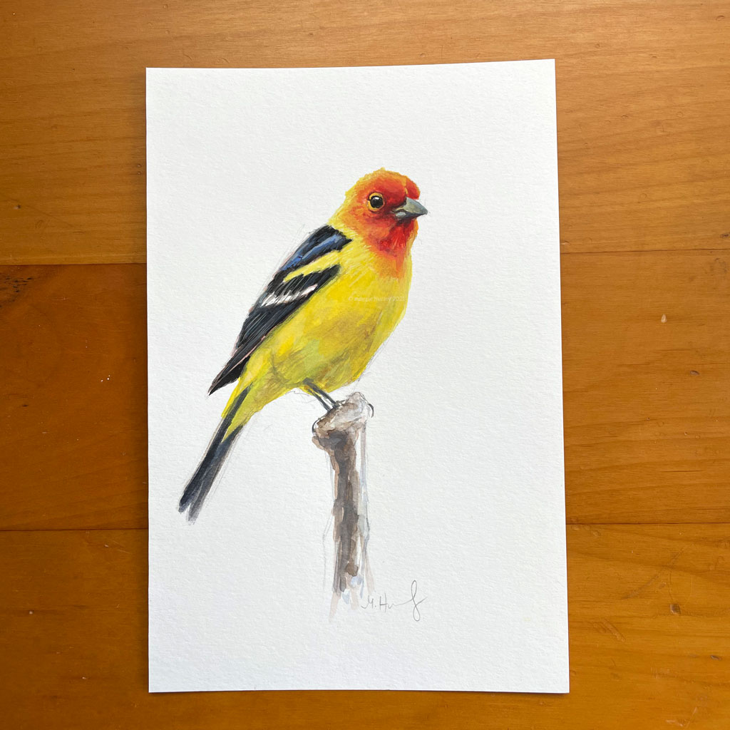 Western Tanager | 4